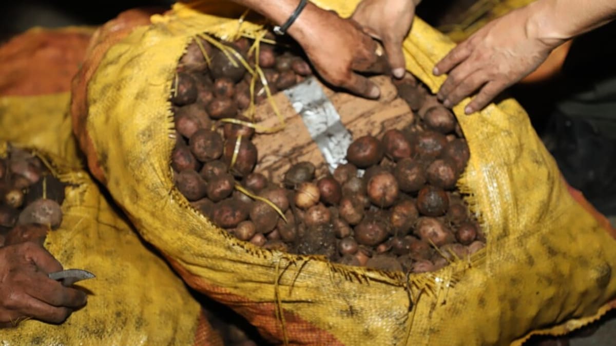 Cocaína oculta en sacos de papas. // Foto: cortesía