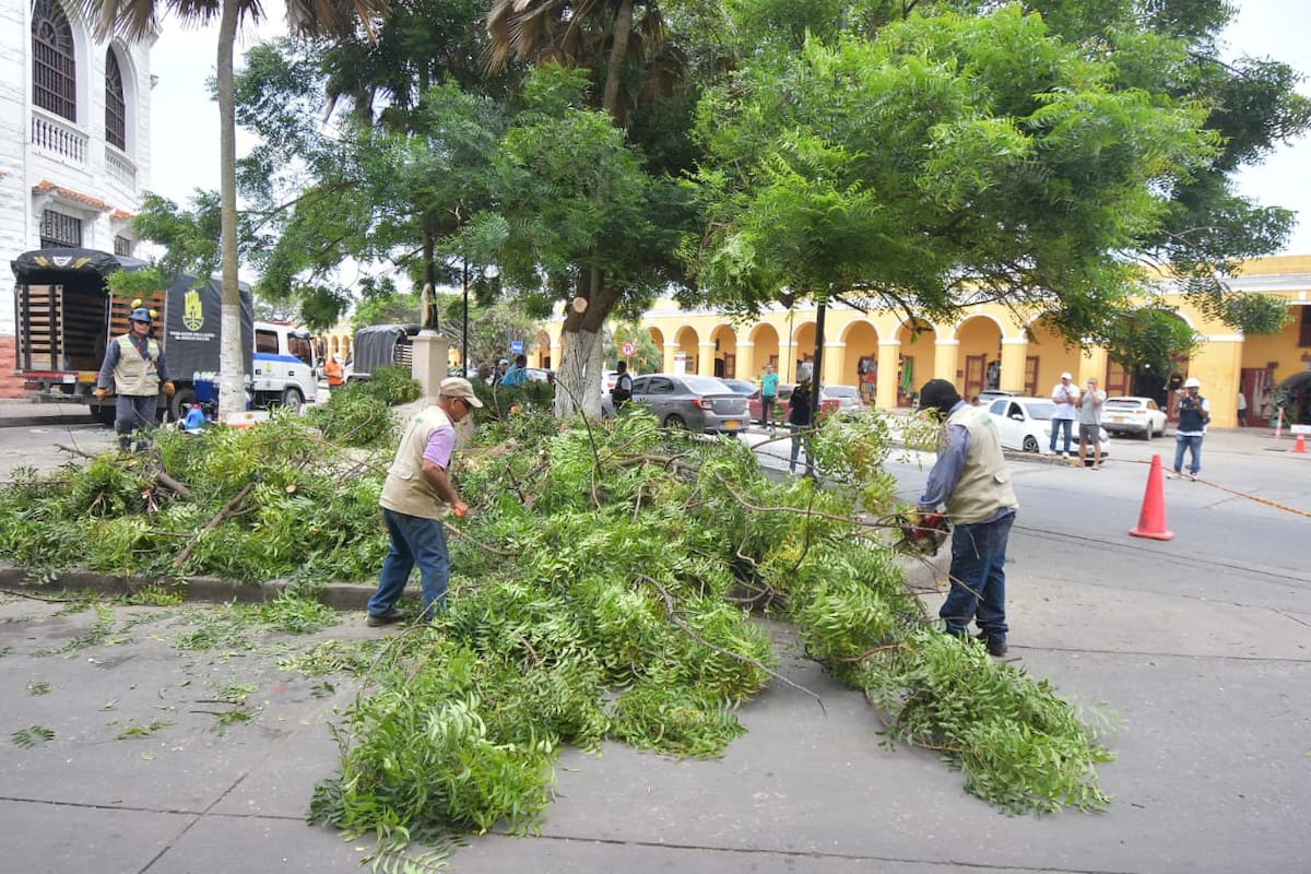 Intervención de árbol riesgoso pone a salvo a turistas que visitan Las Bóvedas