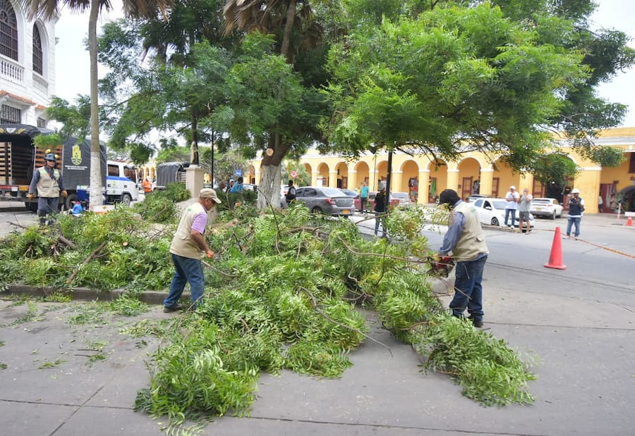 Intervención de árbol riesgoso pone a salvo a turistas que visitan Las Bóvedas