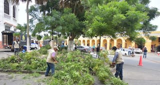 Intervención de árbol riesgoso pone a salvo a turistas que visitan Las Bóvedas