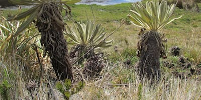 Colombia se salvó de pagar millonario pleito por el Páramo de Santurbán